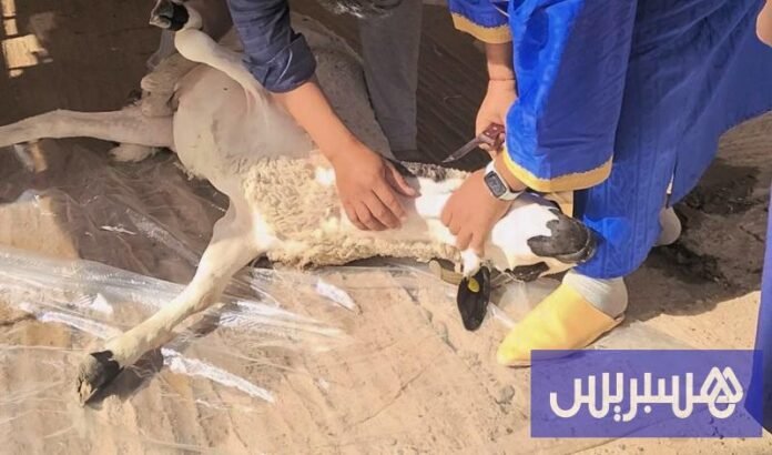 غرامة ذبح الاضحية المغرب كاذبة — تحقيق حقيقة.نت، التصنيف: لا أساس له من الصحة